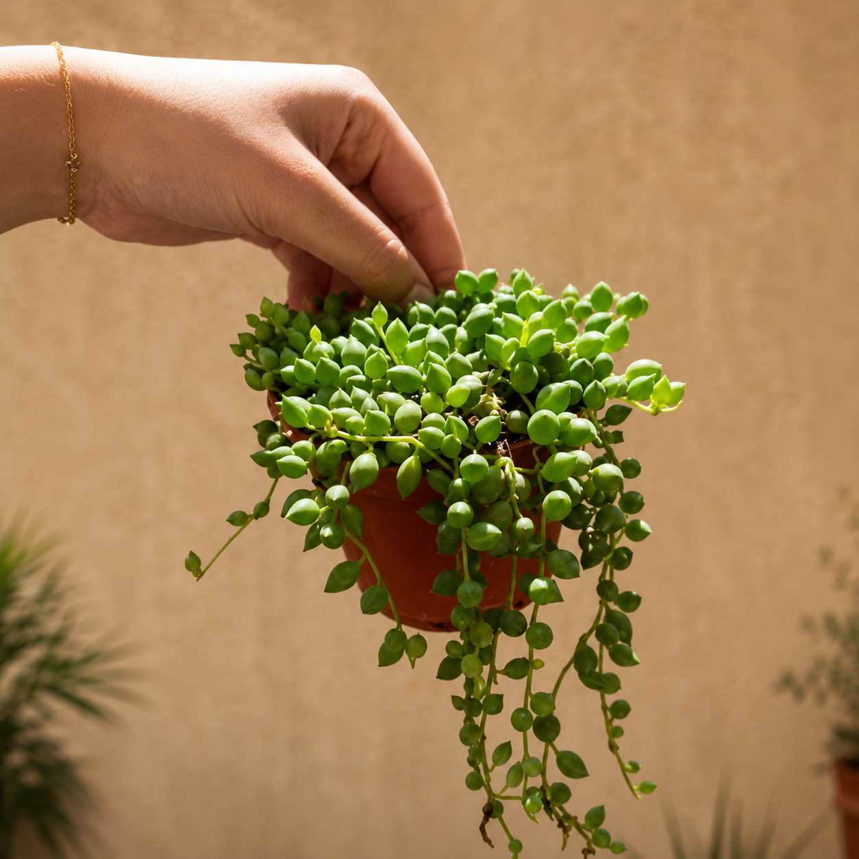 2dff3079-b7d6-4940-913a-5734a5f70f00 String of Pearls - Image 1