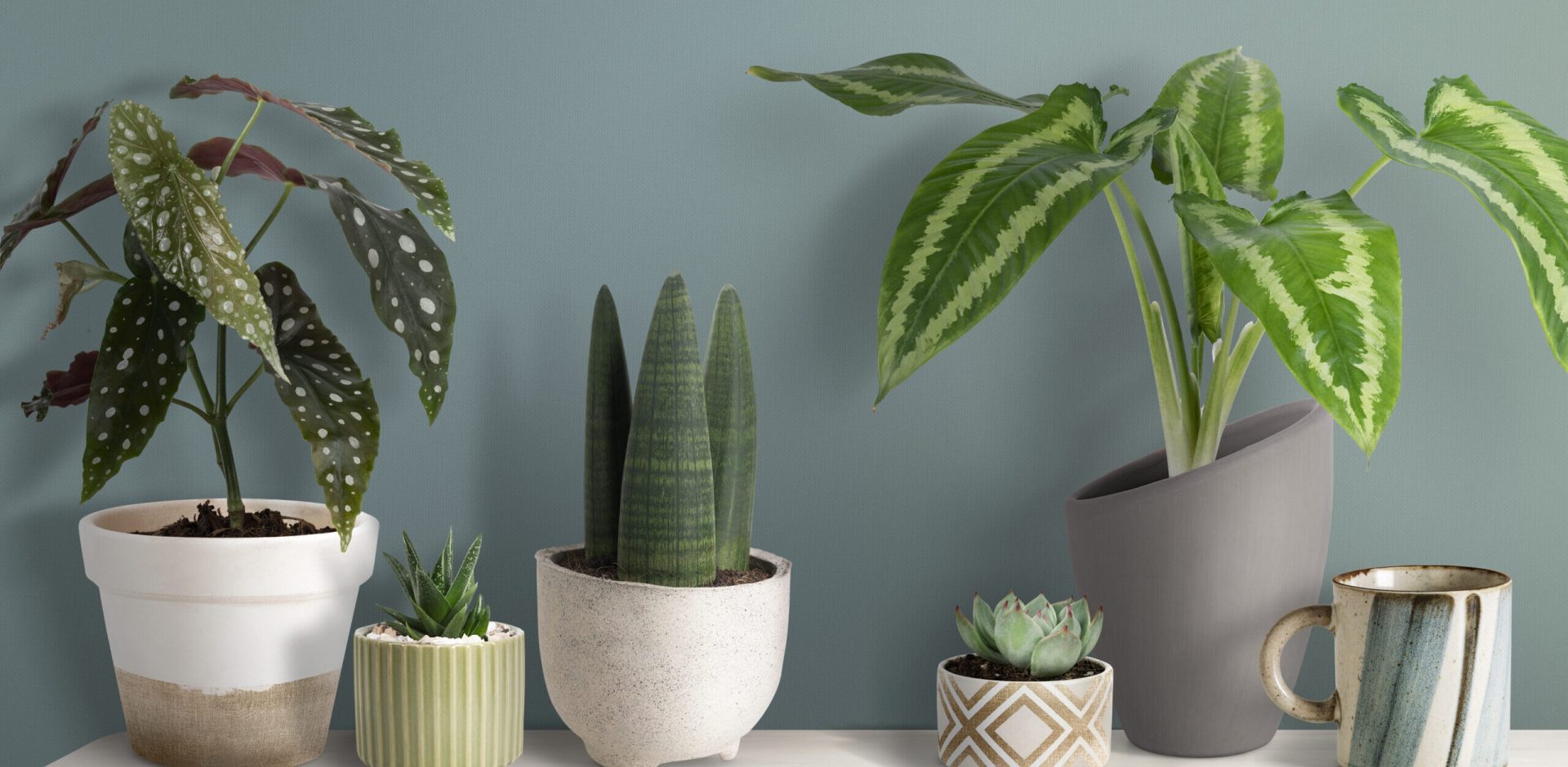 Cute small plants on a shelf